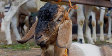 Materi Khutbah Jumat: Keutamaan dan Kemuliaan Ibadah Qurban