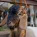 Materi Khutbah Jumat: Keutamaan dan Kemuliaan Ibadah Qurban