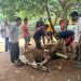 Sembelih 45 Hewan Qurban, Sekolah Islam Athirah Jadikan Wadah Edukasi Bagi Siswa