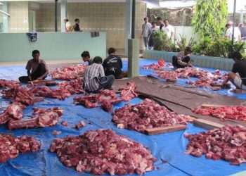 MUI Pusat Salurkan 10 Ekor Sapi dan 42 Ekor Domba Kurban kepada Masyakarat