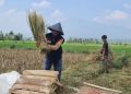 Laznas BMH Sukses Gelar Panen Perdana Program Lumbung Pangan Santri