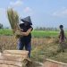 Laznas BMH Sukses Gelar Panen Perdana Program Lumbung Pangan Santri