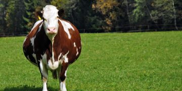 Apakah Diperbolehkan Berkurban Dengan Hewan yang Sedang Hamil?