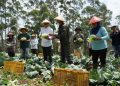 Penen Kol di Pengalengan, Capres Anies Akan Dorong Akses Pupuk Mudah Hingga Pemanfaatan Tanah Negara untuk Petani