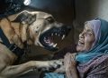 Anjing Penjajah Israel Serang Lansia Palestina di Gaza, Picu Kemarahan Publik