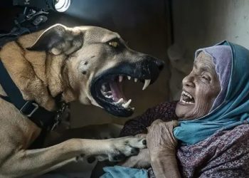 Anjing Penjajah Israel Serang Lansia Palestina di Gaza, Picu Kemarahan Publik