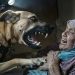 Anjing Penjajah Israel Serang Lansia Palestina di Gaza, Picu Kemarahan Publik
