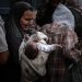 354 Hari Genosida di Gaza, Bencana Besar untuk Anak-Anak Palestina