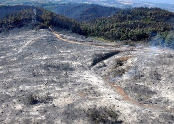 Biadab, Pemukim Ilegal Israel Kembali Bakar Kebun Zaitun dan Properti Warga Palestina